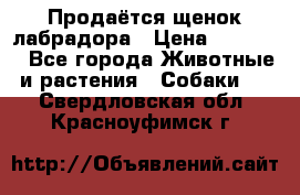 Продаётся щенок лабрадора › Цена ­ 30 000 - Все города Животные и растения » Собаки   . Свердловская обл.,Красноуфимск г.